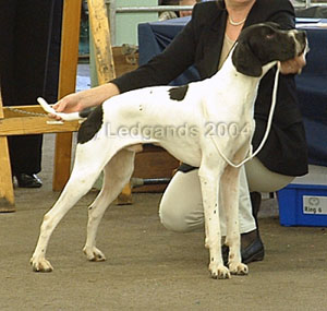 Junior Dog